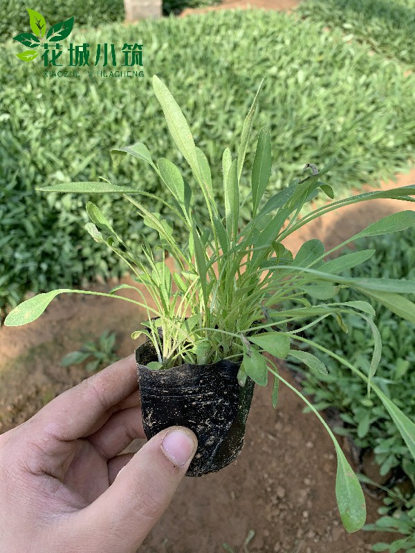 金雞菊